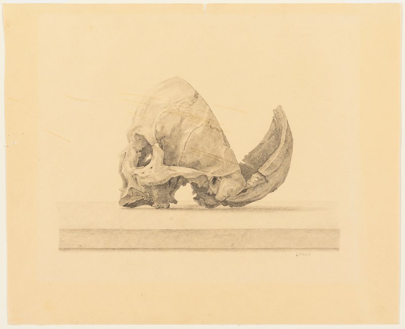 Untitled (Study of a Skull), Mike Lynch, c. 1973–75