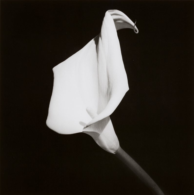 Calla Lily, Robert Mapplethorpe, 1987