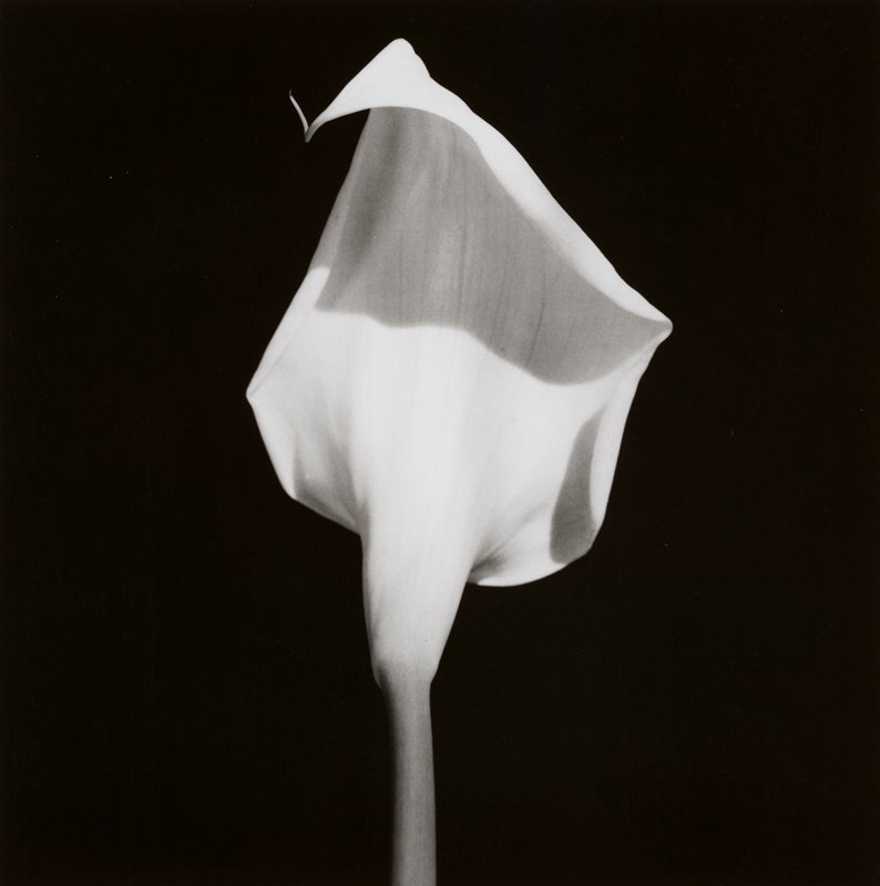 Calla Lily by Robert Mapplethorpe