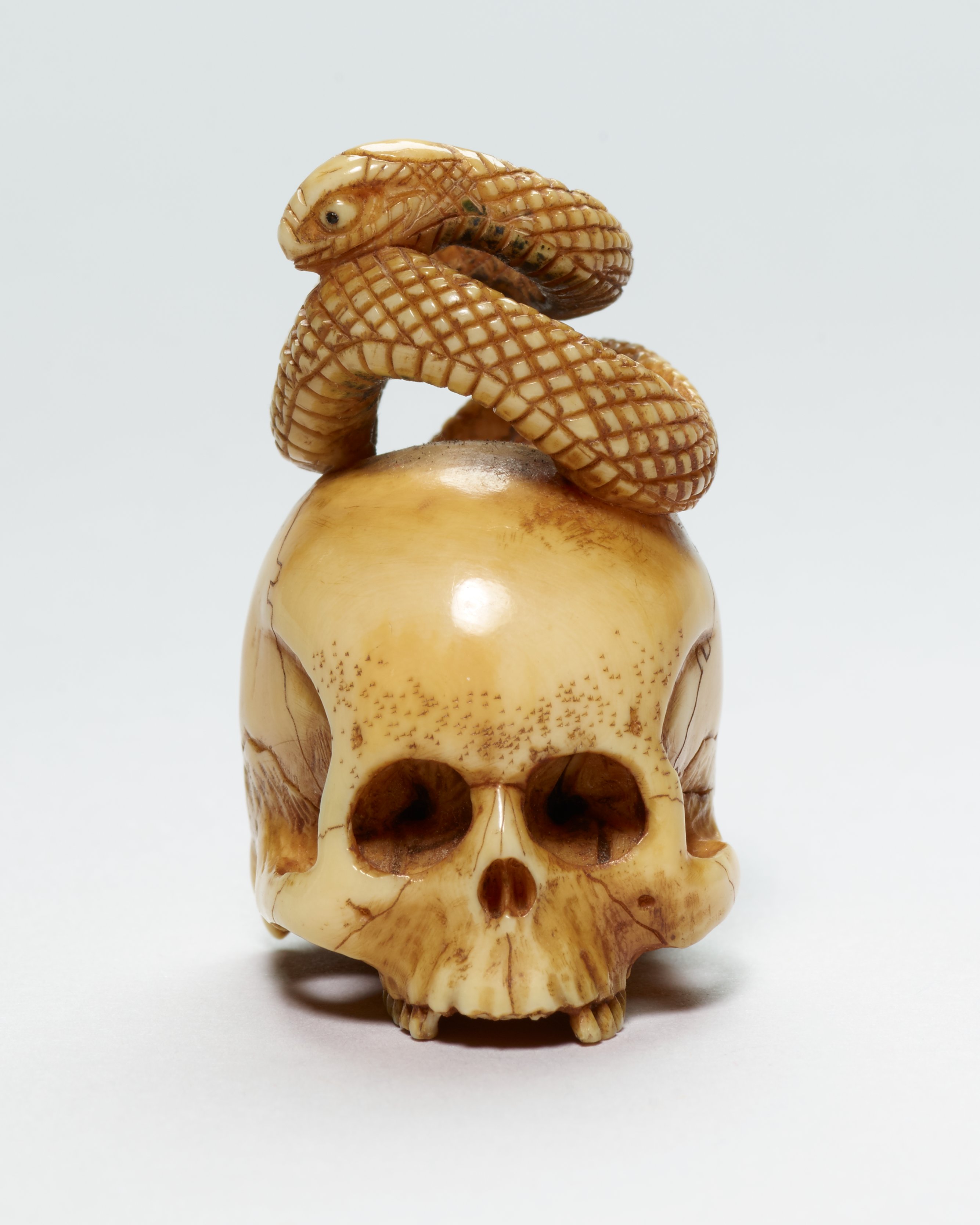 Snake sitting on a skull, Japan | Mia