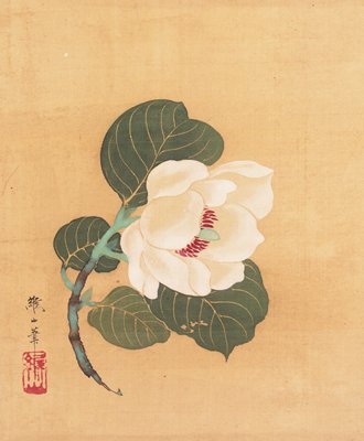 Camellia japonica, Nonoyama Kōzan, first half 19th century