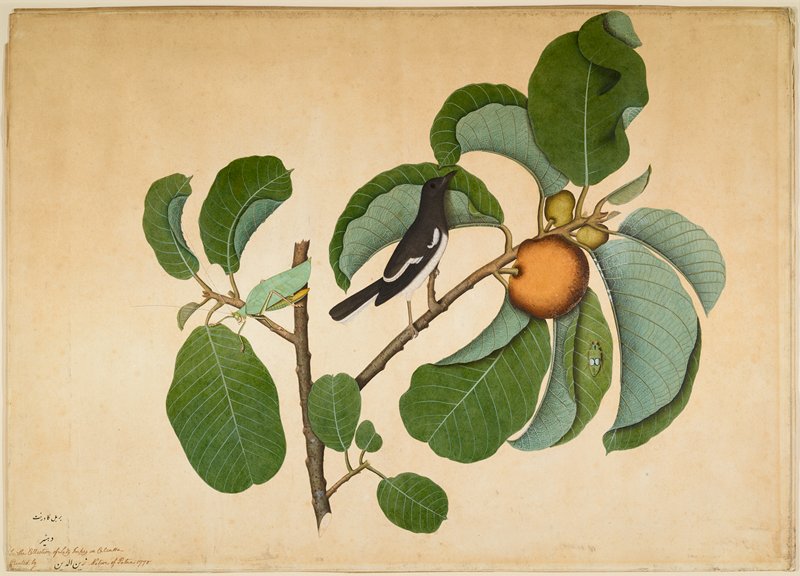 Oriental Magpie Robin with Katydid and Leaf Hopper on Monkey Jack Branch, Sheikh Zain al-Din, 1778