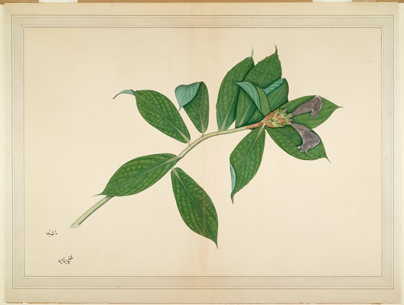 Crepe Ginger Plant, Sheikh Zain al-Din, c. 1780