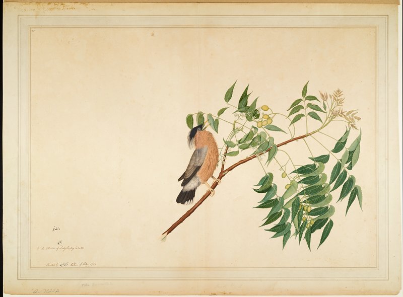 Brahminy Starling on Neem Tree Branch, Sheikh Zain al-Din, 1780