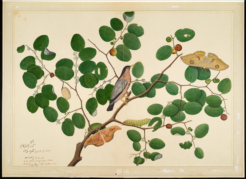 Brahminy Starling with Two Antheraea Moths, Caterpillar, and Cocoon on Indian Jujube Tree, Sheikh Zain al-Din, 1777