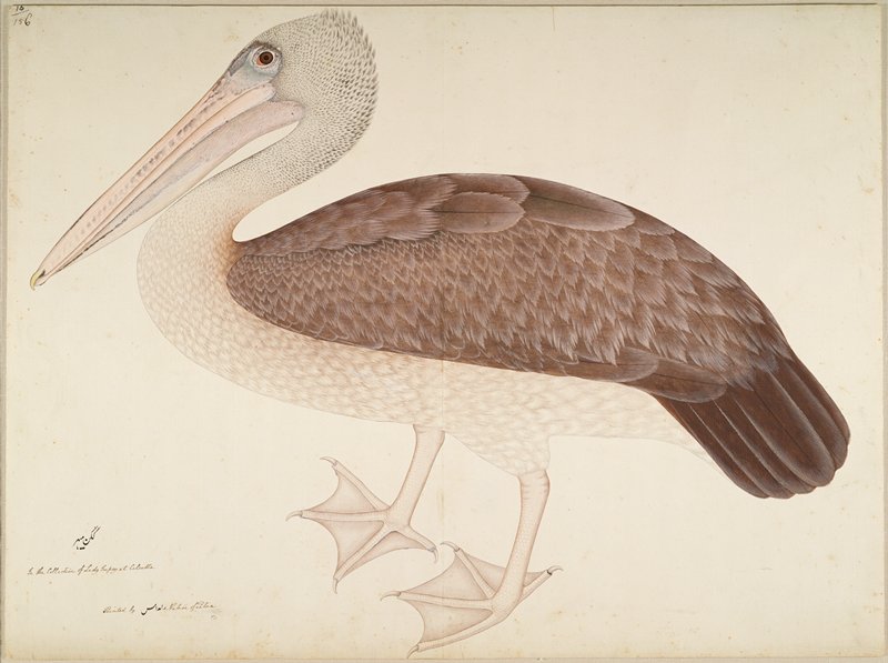 Spotbilled Pelican, Ram Das, c. 1780–82