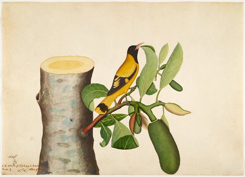 Black-hooded Oriole and Insect on Jackfruit Stump, Sheikh Zain al-Din, 1778