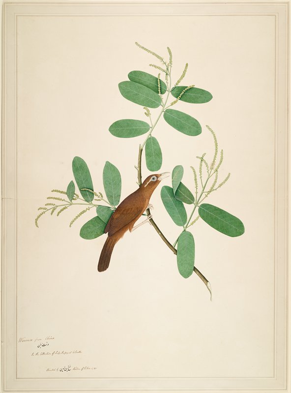 Hwamei on Terminalia Branch, Sheikh Zain al-Din, 1780
