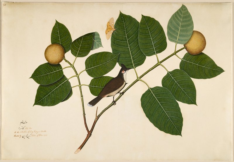 Red-whiskered Bulbul and Aganais Ficus Moth on Kadamba Branch, Sheikh Zain al-Din, 1777