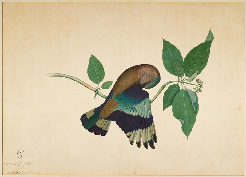 Indian Roller on Sandalwood Branch, Sheikh Zain al-Din, 1779