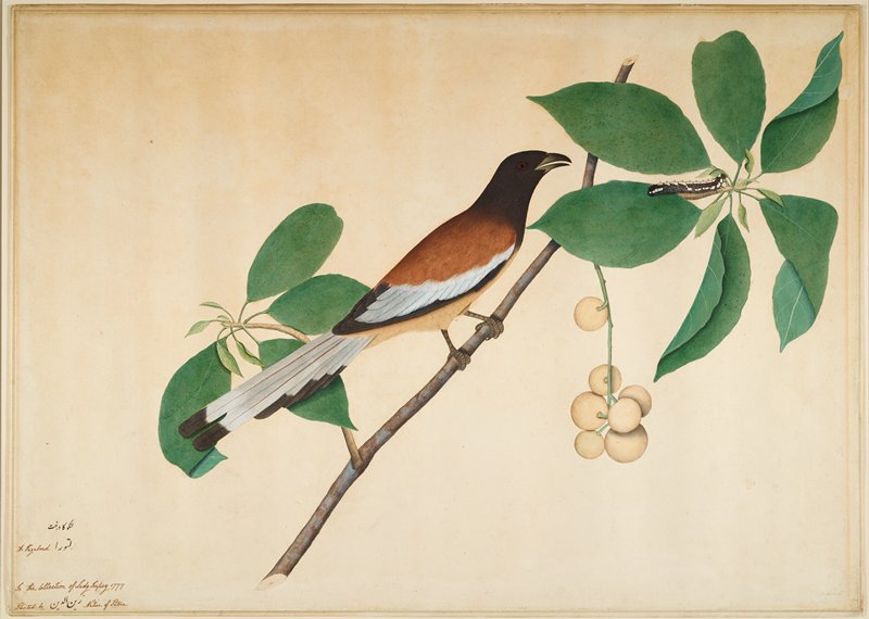 Rufous Treepie and Caterpillar on Branch, Sheikh Zain al-Din, 1777