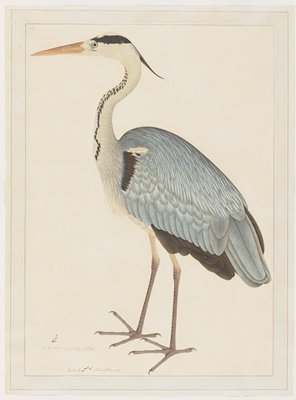 Grey Heron, Ram Das, c. 1780–82
