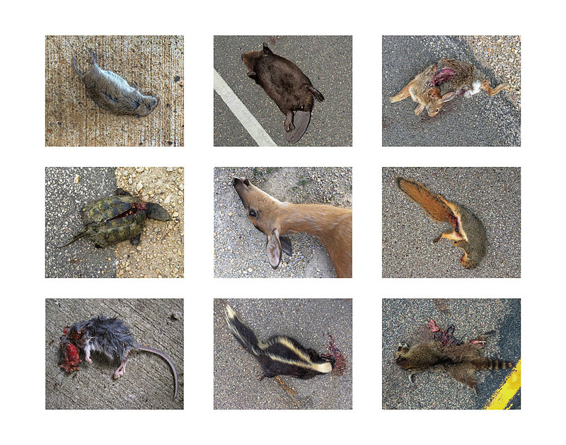 Dead Animals, Paul Shambroom, 2014