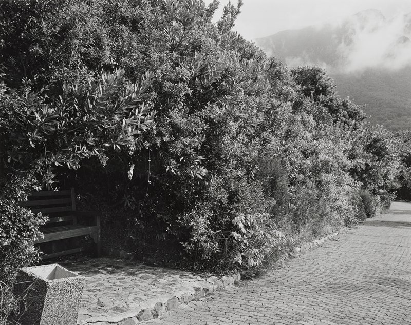 Remnant of a wild almond hedge planted in 1660 to prevent livestock from being taken out of the European settlement in South Africa by the indigenous Khoe, Kirstenbosch, Cape Town, 16 May 1993 by David Goldblatt