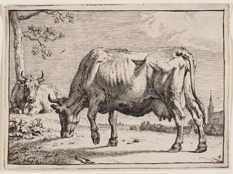 The Grazing Cow, Paulus Potter, c. 1650