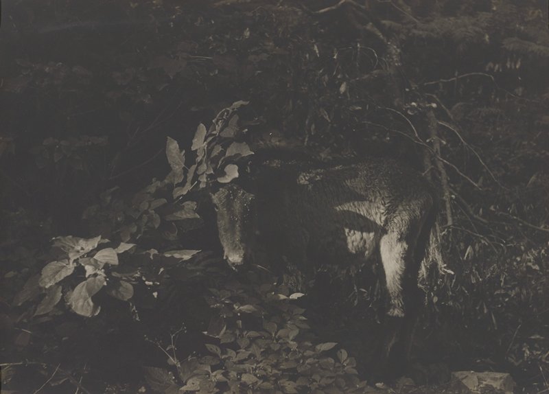Wild Little Horse, Toru Kono, 1953