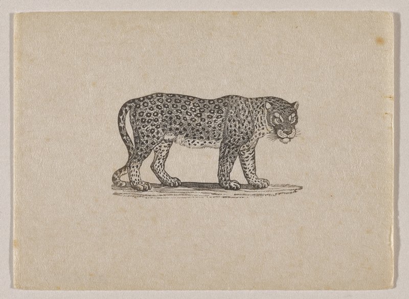 Leopard, Thomas Bewick, c. 1790