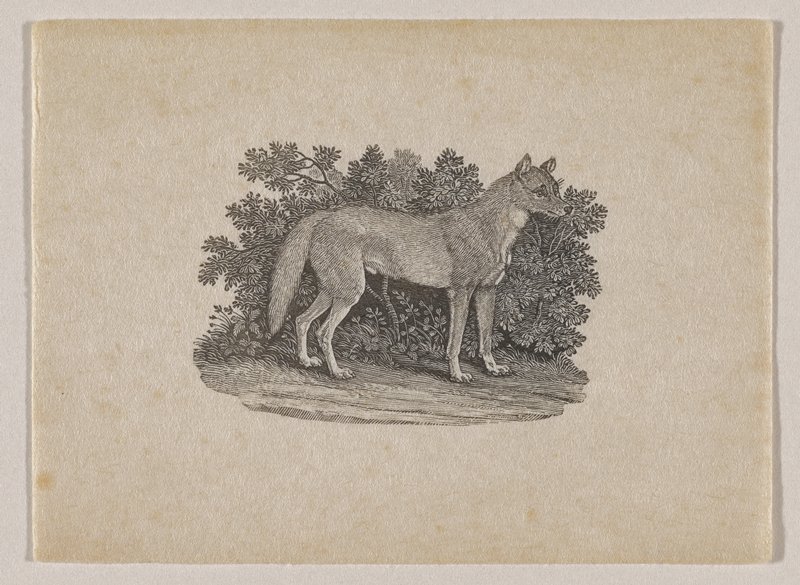 New South Wales Wolf, Thomas Bewick, c. 1790