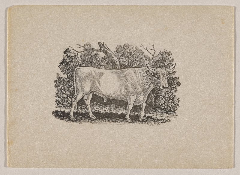 Wild Cattle, Thomas Bewick, c. 1790