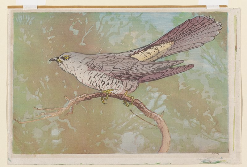 Cuckoo, Allen W. Seaby, c. 1915–26