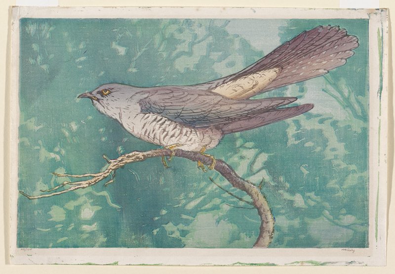 Cuckoo, Allen W. Seaby, c. 1915–26