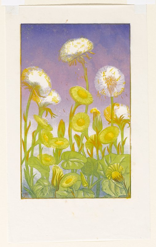 Coltsfoot, Ivy Anne Ellis, 1920–39