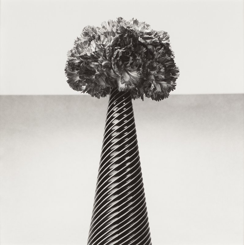 Carnations, Robert Mapplethorpe, 1984
