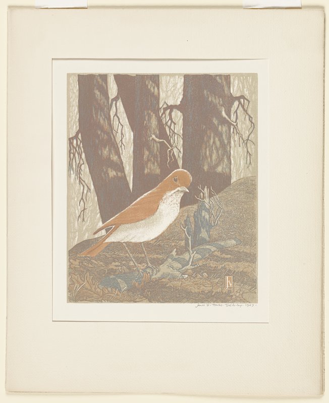 Shy Veery, James Dexter Havens, 1949
