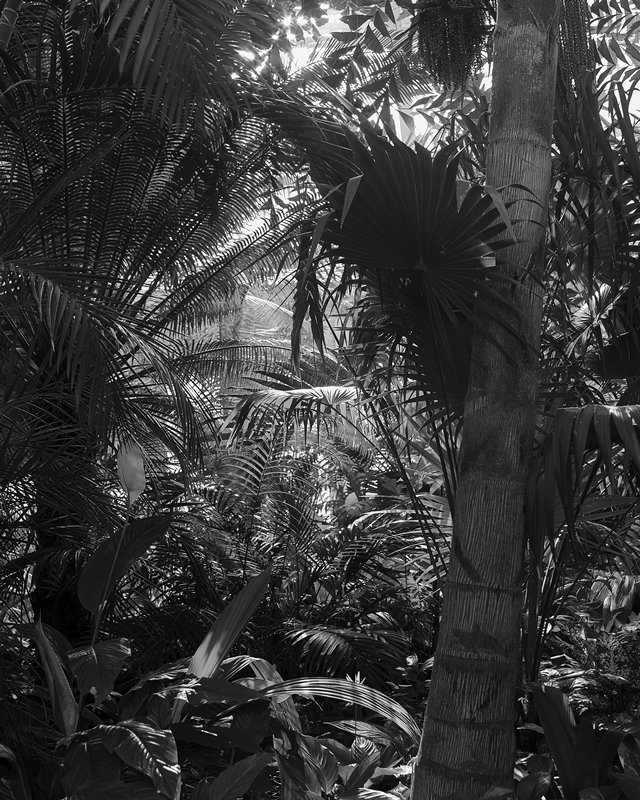 Untitled (Como Park Conservatory), from After the Fall of Hmong Tebchaw series, Pao Houa Her, 2017