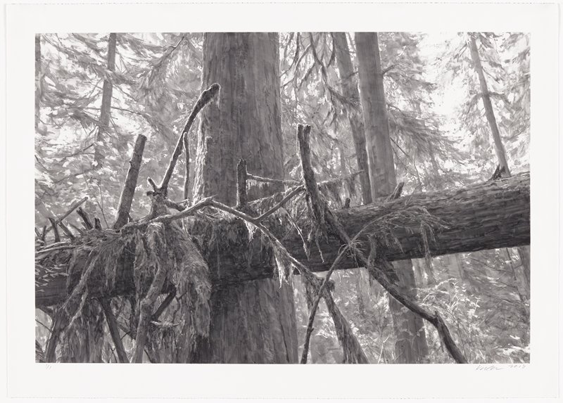 Lake Quinalt Deadfall II, Michael Kareken, 2018