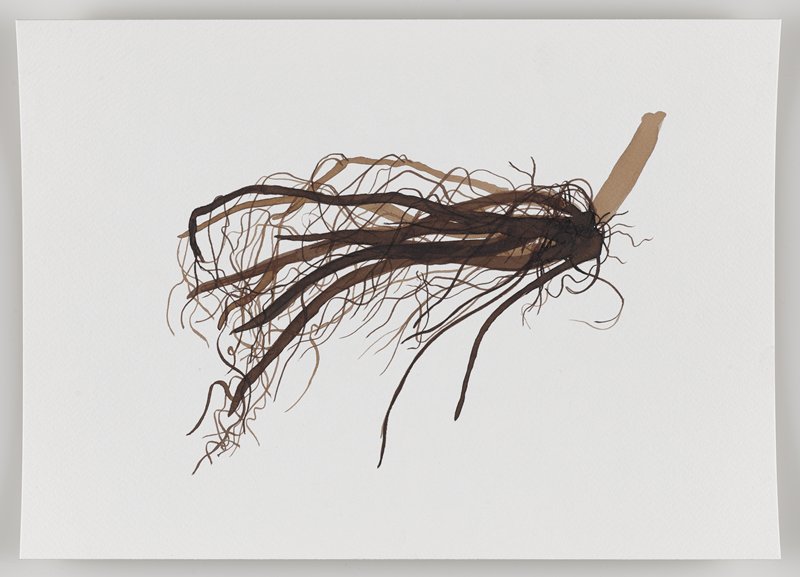 Roots from Helonio Plant, from Echo #3, Rafael Villares, 2015–19