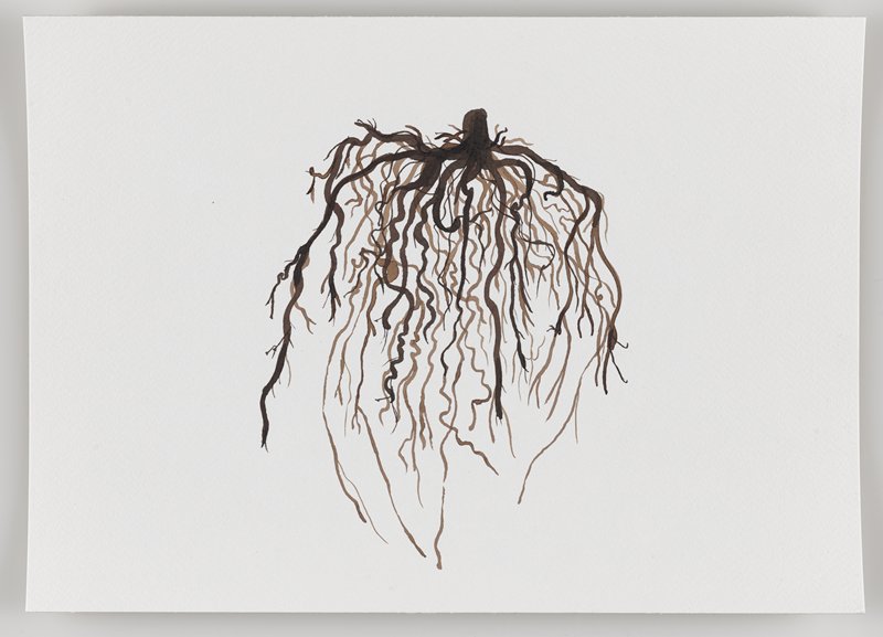 Roots from Rosemary Plant, from Echo #3, Rafael Villares, 2015–19