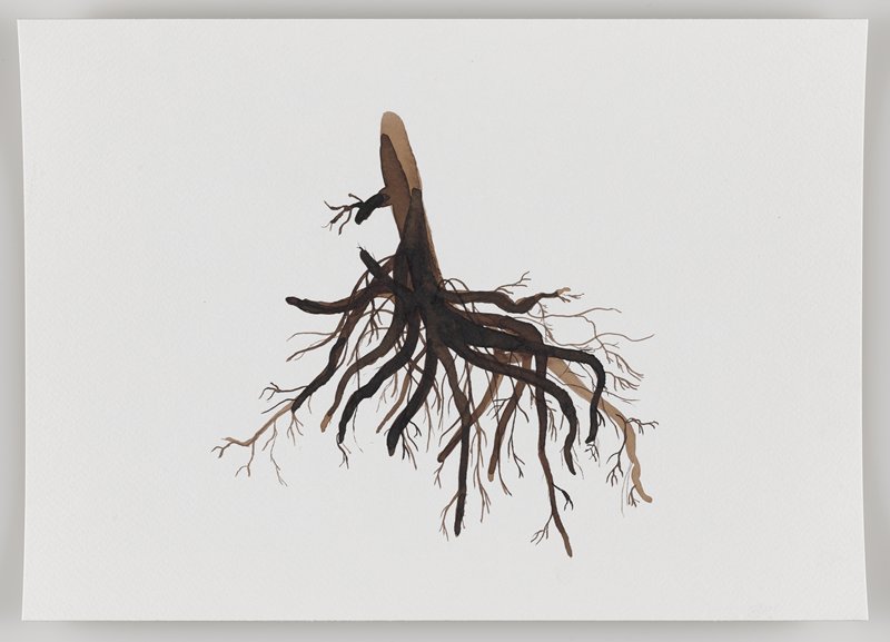 Roots from Acacia Tree, from Echo #3, Rafael Villares, 2015–19