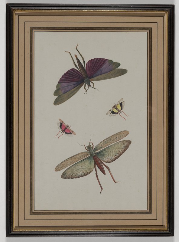 Insects, Nicolaas Struyk, 18th century