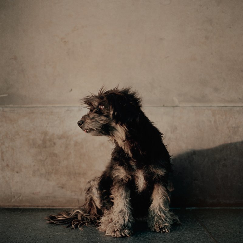 Untitled 50, Bogota, Alec Soth, 2003 (printed 2011)