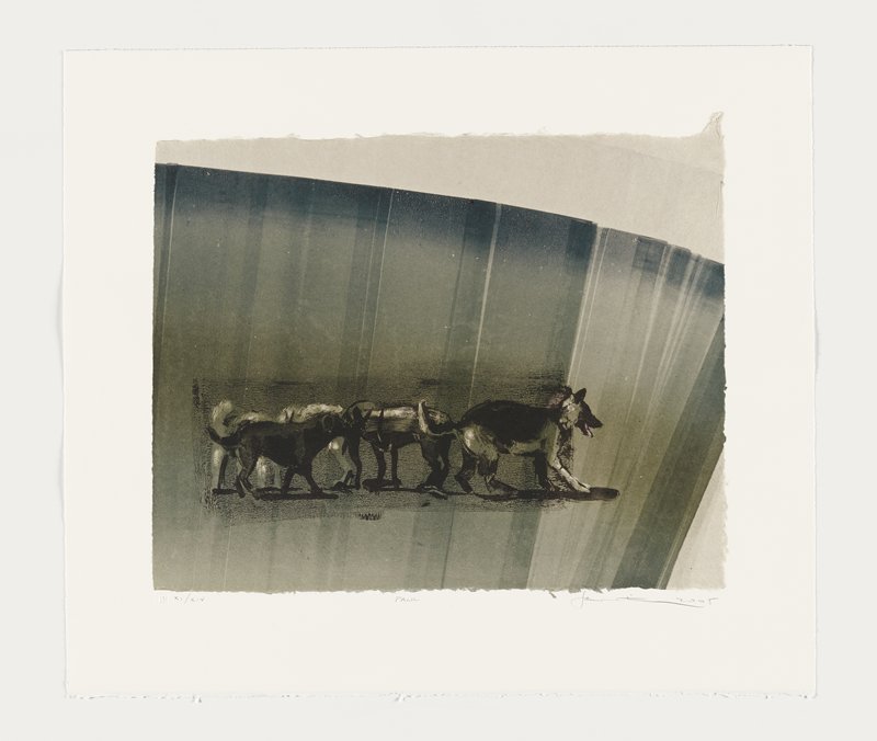 Pack (XI), Joel Janowitz, 2005
