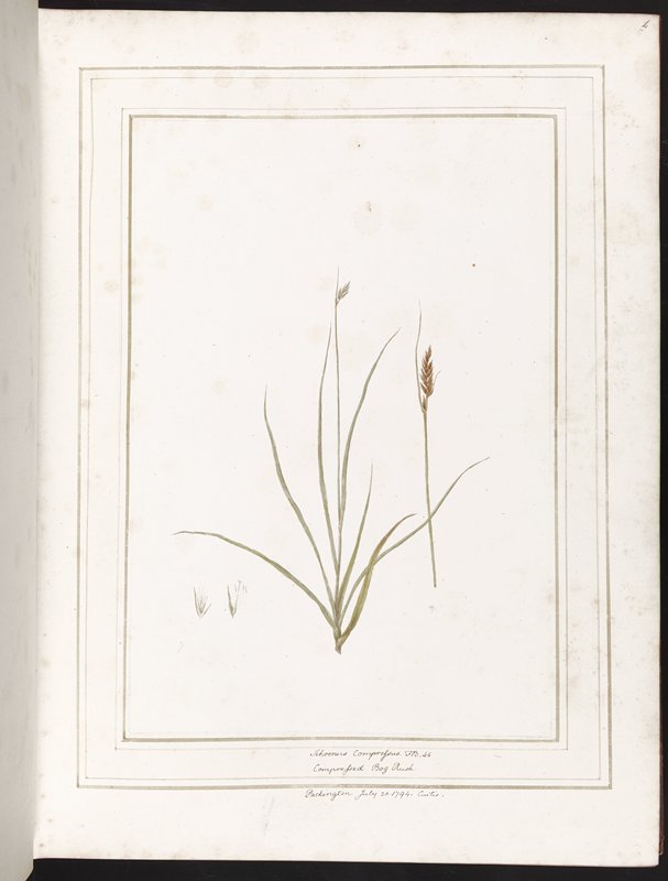 Botanical Watercolours I, Louisa Finch, c. 1784–1820