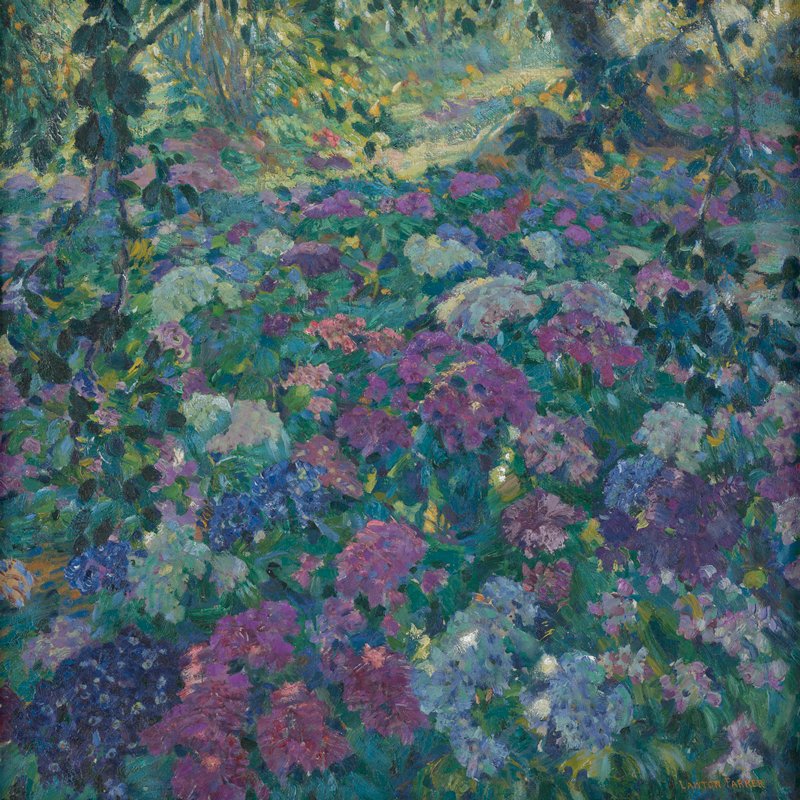 Cineraria, Lawton Parker, c. 1910