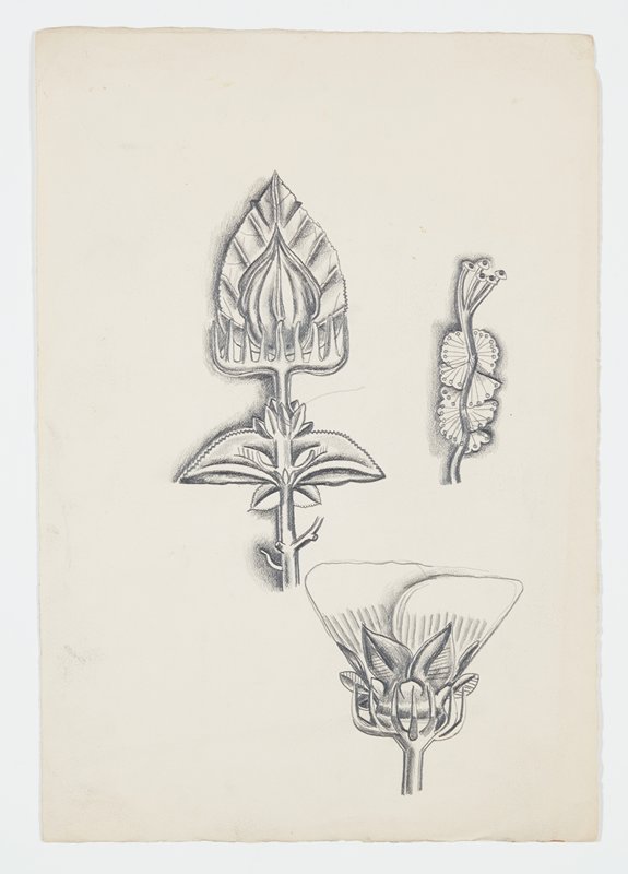 Drawing, Theodore Roszak, 20th century