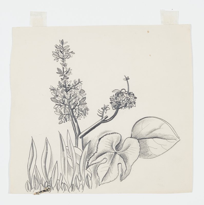 Drawing, Theodore Roszak, 20th century