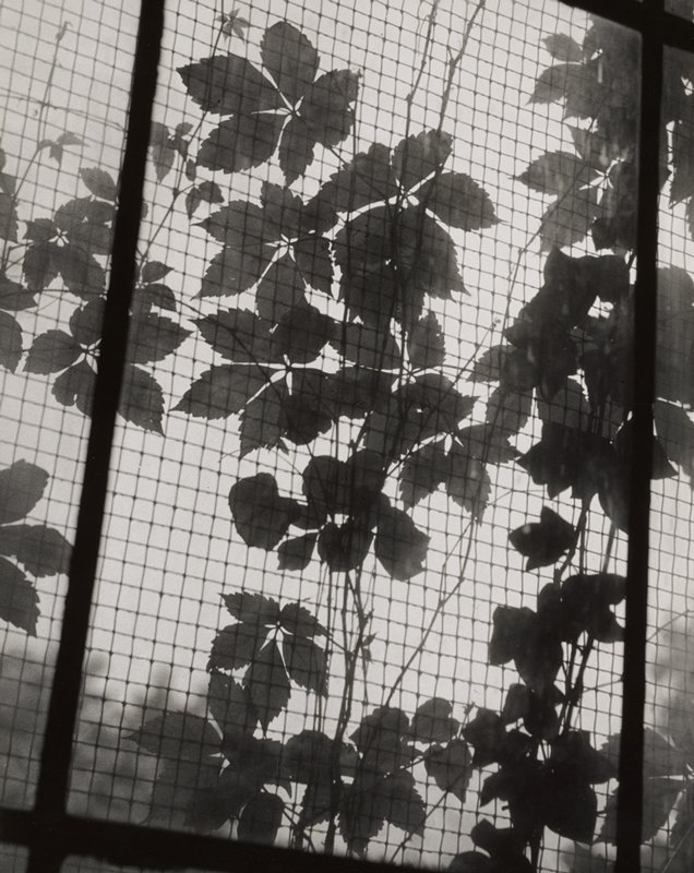 Grape leaves on vines covering a window screen, Edward W. Quigley, ок. 1953