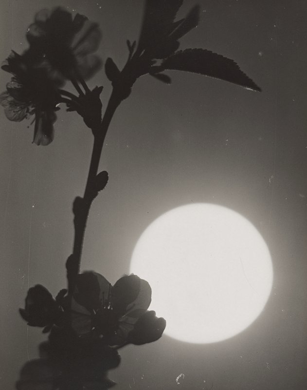 Flower with moon in background, Edward W. Quigley, ок. 1953