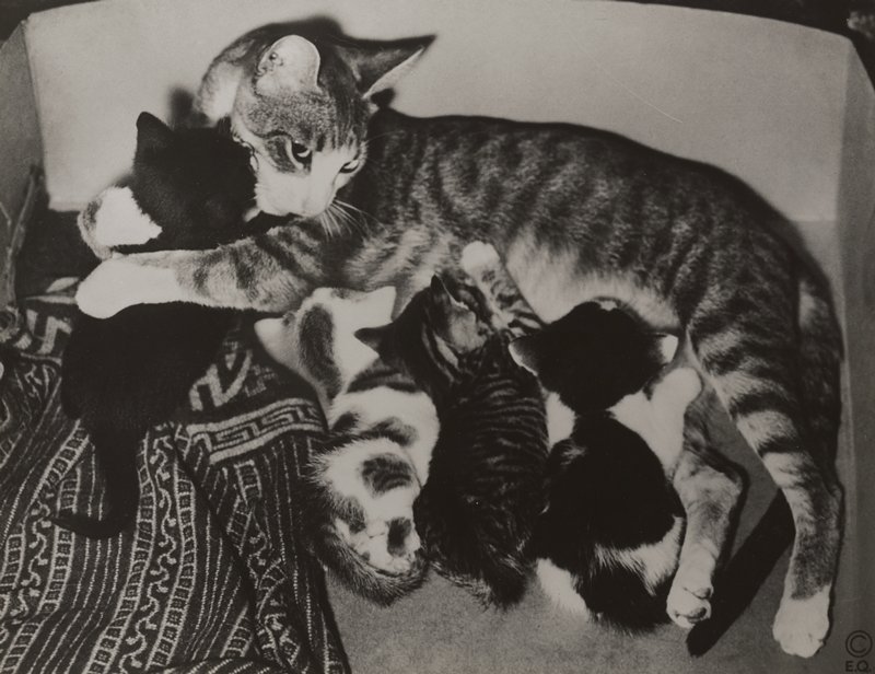 Modernist study of cat and four kittens, Edward W. Quigley, 1937