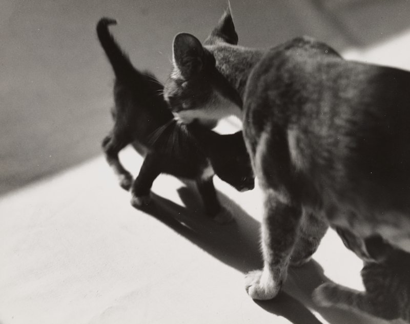 Modernist study of cat and kitten, Edward W. Quigley, 1937