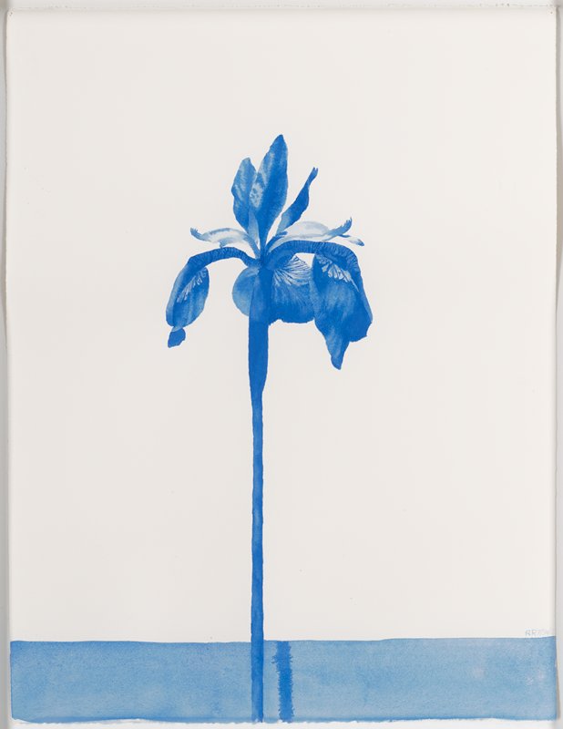 Blue Iris 1, Richard Ryan, 2015