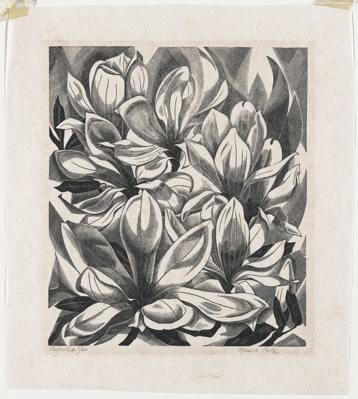 Magnolia, Monica Poole, c. 1960–80