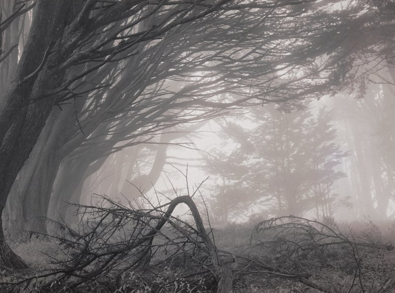 Cypress Grove #2, Mark Citret, 2002
