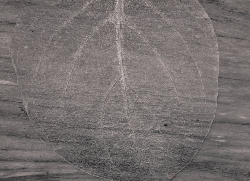 Decayed Leaf, Yosemite, Mark Citret, 2002