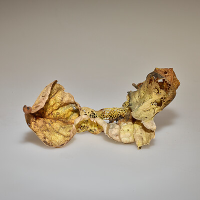 Fallen Leaf, Okuda Kōdō, 1983