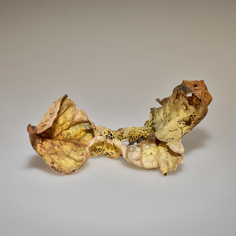 Fallen Leaf, Okuda Kōdō, 1983